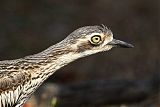 Bush Thick-knee